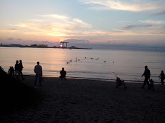 Лебеди на море в Анапе